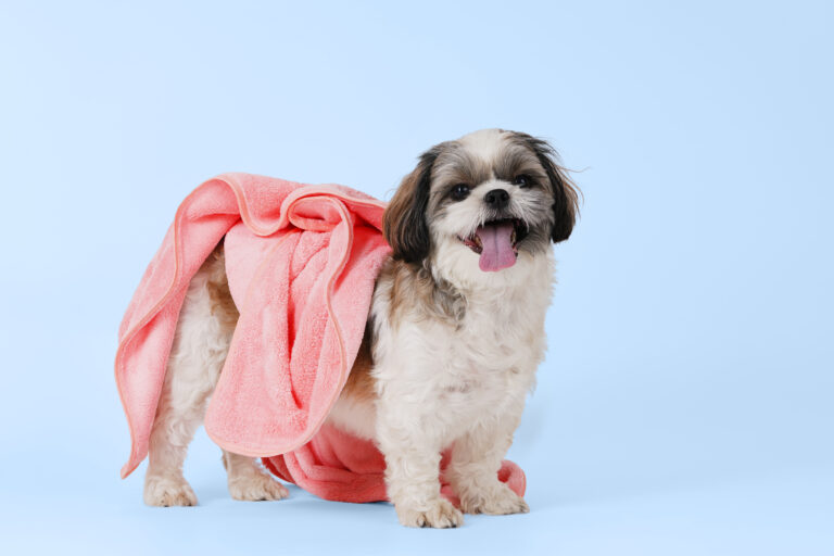 The Perfect Towels for Your Furry Friends: A Guide to Pet Towels